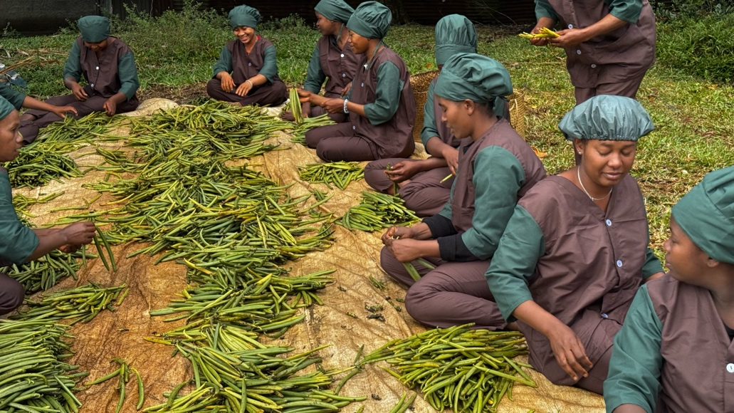 Vanilla bean sorting and preparation in Madagascar