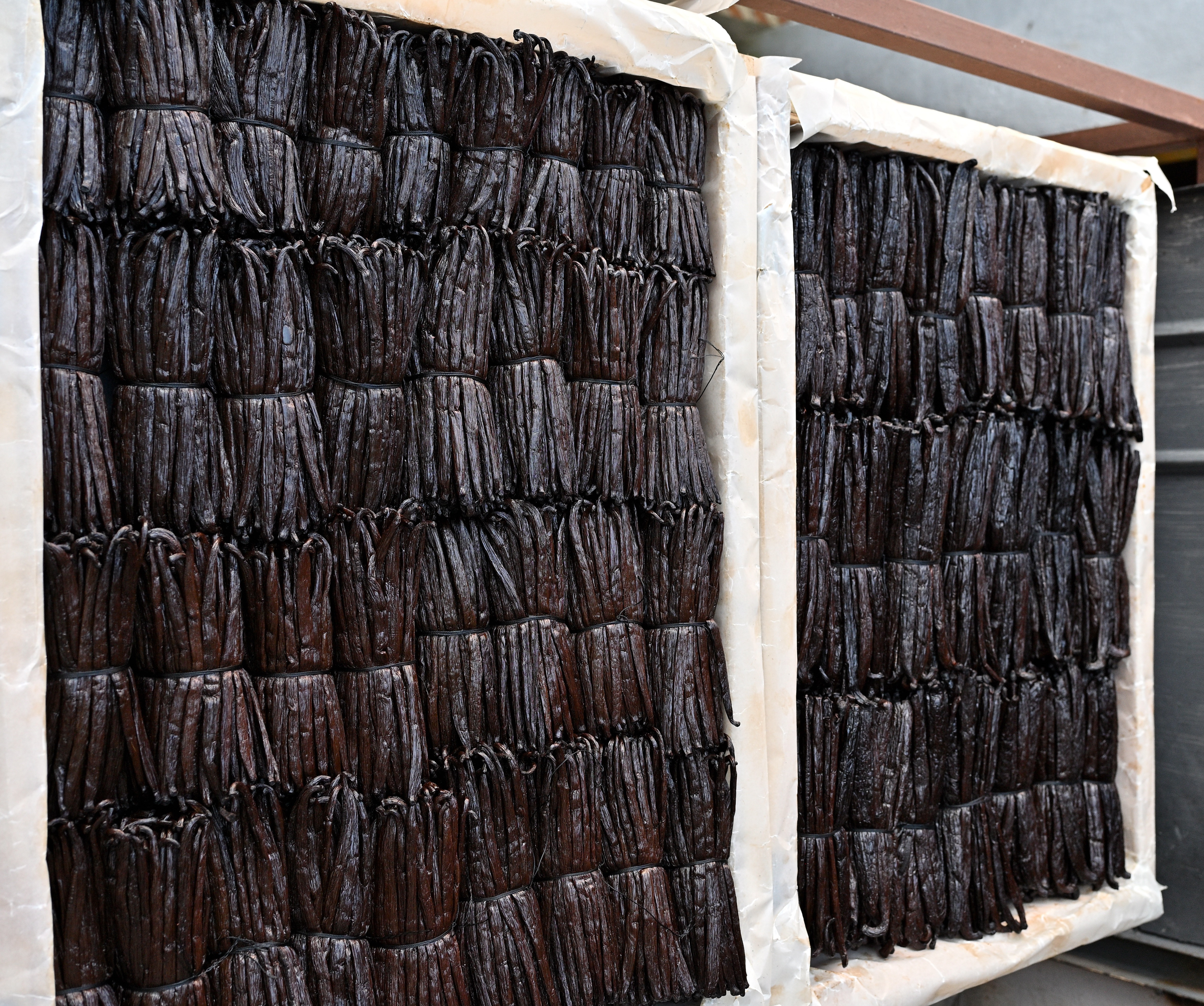 Vanilla farmer working in a Madagascar plantation
